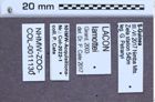 Etiketten zu Lacon lamottei (NHMW-ZOO-COL-0011130)